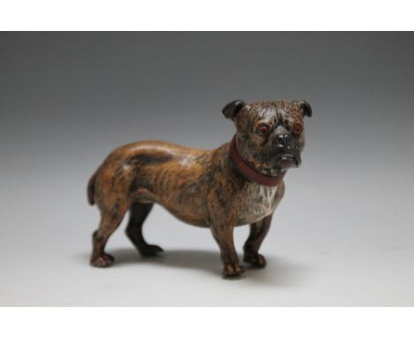 A VIENNA COLD PAINTED BRONZE FIGURE OF A BULL TERRIER,  stamped Geschutzt to the base, W 11 cm