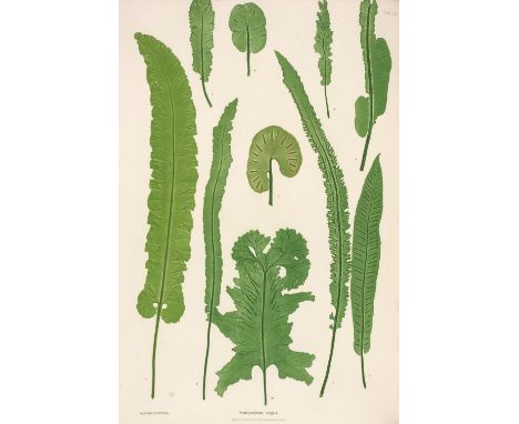 Moore (Thomas). The Ferns of Great Britain and Ireland ..., edited by John Lindley, Nature-Printed by Henry Bradbury, [2nd ed