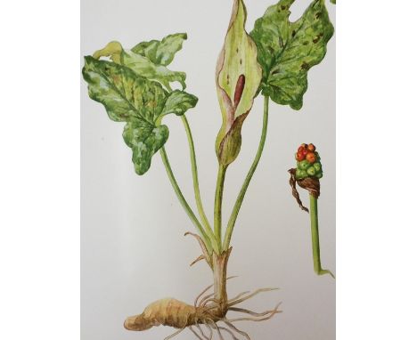 Perrin (Mrs. Henry). British Flowering Plants, 4 volumes, limited edition, London: Bernard Quaritch, 1914, 300 full-page colo