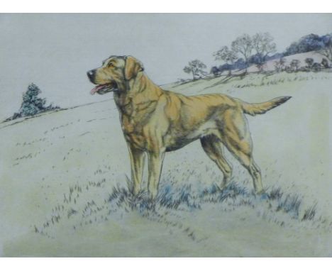 WILKINSON, HENRY (1921-2011) British (AR), Yellow Labrador, limited edition etching, signed and numbered 156/250. 16.5 x 22.5