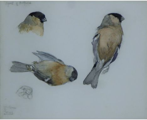AUSTIN, WINIFRED (1876-1964) British (AR), Dead Bullfinch Study, watercolour. 20 x 24 cm.