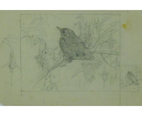 AUSTIN, WINIFRED (1876-1964) British (AR), Baby Song Thrush Study, pencil. 18 x 27 cm.