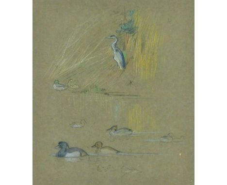 AUSTIN, WINIFRED (1876-1964) British (AR), Heron, Mallards and Tufted Ducks, coloured pencils. 26 x 23 cm.