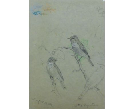 AUSTIN, WINIFRED (1876-1964) British (AR), Spotted Flycatcher, pencil, signed. 25 x 17 cm.
