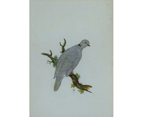 HAYES, WILLIAM (1729-1799), A Collared Dove, etching on paper. 44 x 31 cm.