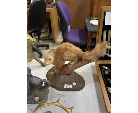 A VINTAGE TAXIDERMY MODEL OF A SQUIRREL ON BASE 