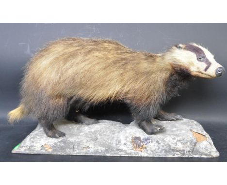 Of taxidermy interest - A vintage 20th century taxidermy badger raised on a naturalistic base. Measures 60cm wide.