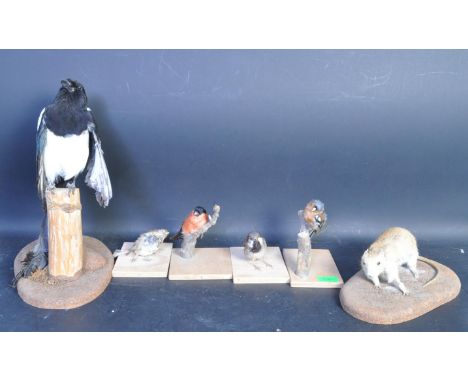Of taxidermy interest - A collection of vintage 20th century taxidermy animals to include a magpie, rat, robin and more.