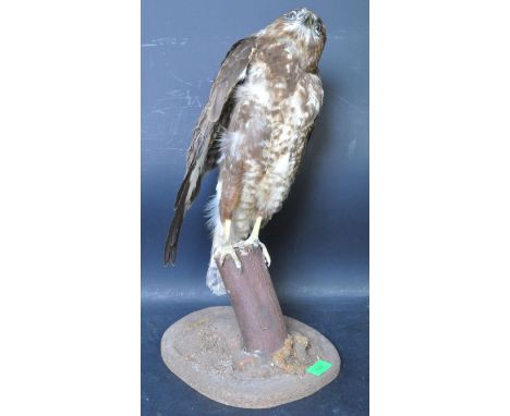 Of taxidermy interest - a vintage 20th century taxidermy buzzard raised on a wooden branch. Measures 52cm.