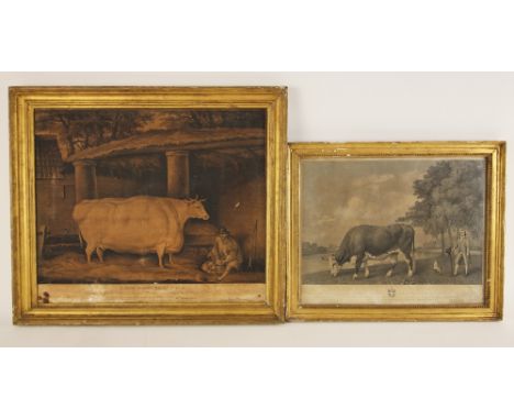 After George Stubbs (British 1724-1806),"The Lincolnshire Ox" engraved by George Townley Stubbs (British, 1756-1815),Dedicate