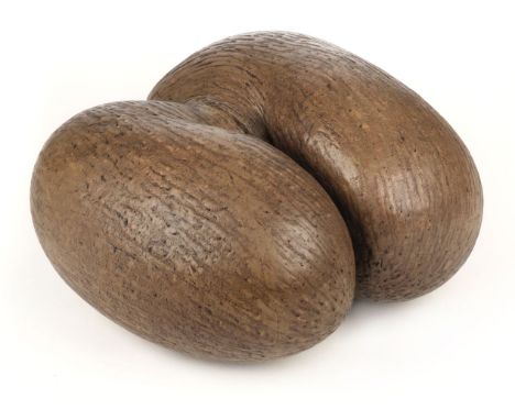 Coco de Mer. A fine 'blonde' Coco de Mer (Lodoicea Maldivica) which was found in the Seychelles, the polished example measuri