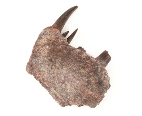 Pterosaur Jaw. A Pterosaur jaw section with teeth, found in the Kem Kem basin in Southern Morocco, approximately 95 million y