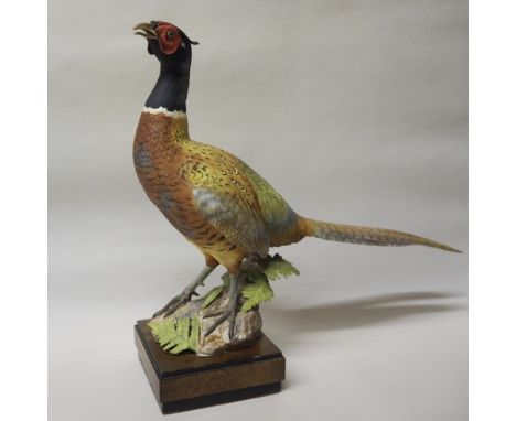 Large Royal Worcester figure of a Cock Pheasant, circa 1970, modelled by Ronald Van Ruyckvelt, No. 3818, on wooden plinth, 36