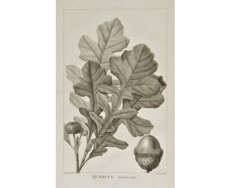 Michaux (Andre). Histoire des Chenes de L'Amerique, ou Descriptions et Figures de toutes les especes et varietes de Chenes de