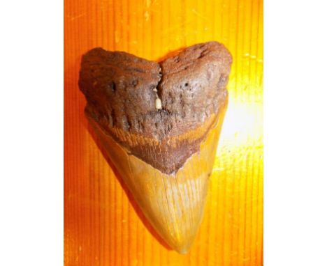 *Megalodon tooth. A large and impressive tooth from the east coast of Florida, USA, 14 million years old   The scientific nam