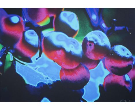 Full title: eric Paelman (1955): 'Roses are red and violets are blue', pigment print, ed. 1/36Description: Work: 75 x 50 cmÊ 