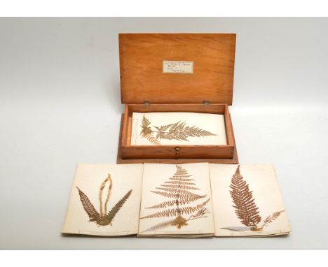 Eric Craig (1829-1923) New Zealand Fern Specimens,  each dried specimen mounted on card, 210mm x 140mm, taxonomy in letterpre