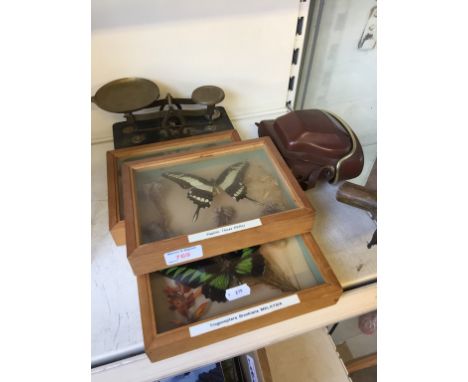 THREE CASED BUTTERFLIES, SCALES AND CAMERA.    F4
