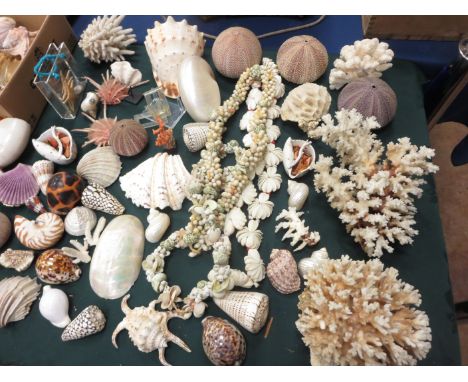 A large Collection of Sea Shells