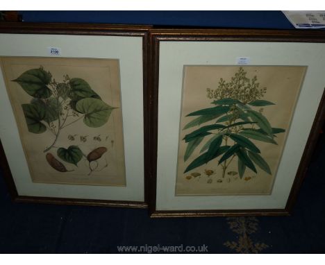 A framed Print, 'Sterculia Populifolia' along with a similar Print, 'Kayea Floribunda'.