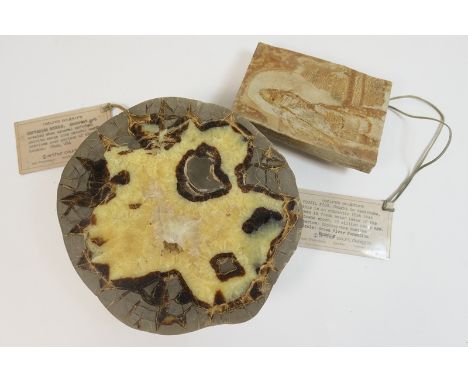 Septarian nodule slice, 18cm (Provenance: Utah, USA); also a fossil fish Diplomystus Humilus, age approx. 55 million years, f