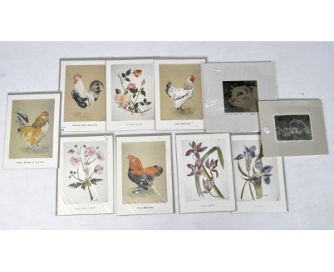 A selection of assorted animal and botanical prints, some being limited editions, most being depictions of chickens, sheet si