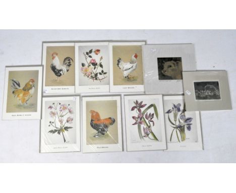 A selection of assorted animal and botanical prints, some being limited editions, most being depictions of chickens, sheet si