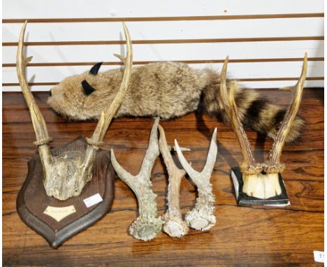 Rocky the Raccoon magic trick puppet, a pair of Hog deer antlers mounted on shield, another pair of mounted antlers&nbsp;and 