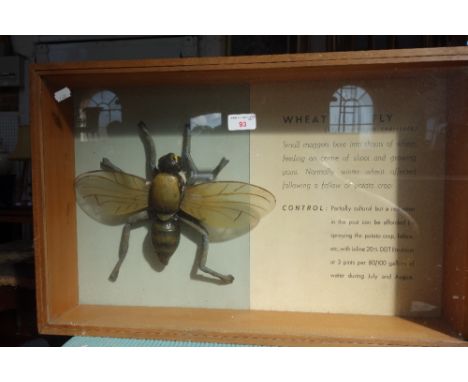 A VINTAGE EDUCATIONAL MODEL OF A 'WHEAT BULB FLY' in a glazed beech case, 39.5cm high