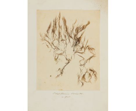 NO RESERVE Grattann (W. H.) A Selection of British Marine Algae, 28 algæ samples, most mounted with manuscript captions, loos