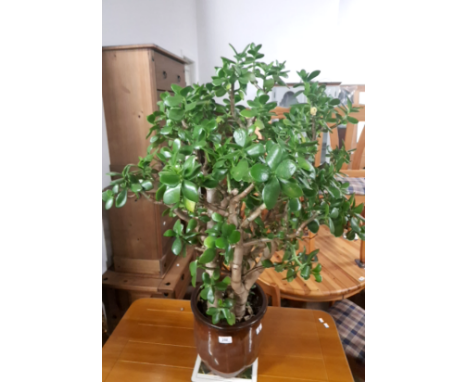 A MONEY PLANT WITH A NICE PLANTER