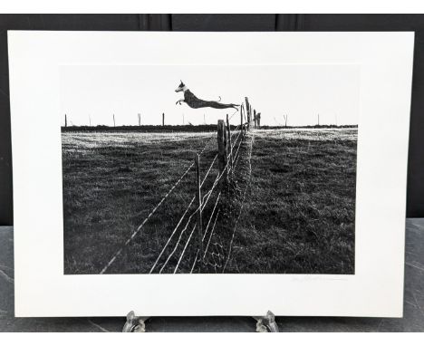 FAY GODWIN (PHOTOGRAPHER 1931-2005):&nbsp;'Leaping Lurcher': gelatin silver print, 23.5 x 17cm, mounted on card, signed by ph