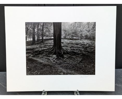 FAY GODWIN (PHOTOGRAPHER 1931-2005):&nbsp;'Tree Roots, Mytholmroyd': gelatin silver print, 17.5 x 22.5cm, mounted on card, si