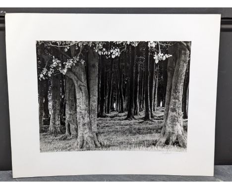 FAY GODWIN (PHOTOGRAPHER 1931-2005):&nbsp;'Ridgeway: Barbary Castle Clump, Right In': gelatin silver print, 28 x 37cm, mounte