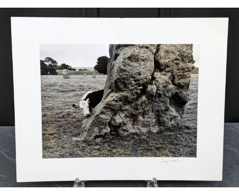 FAY GODWIN (PHOTOGRAPHER 1931-2005):&nbsp;'Avebury: Calf Looking Round': gelatin silver print, 16.5 x 22.5cm, mounted on card