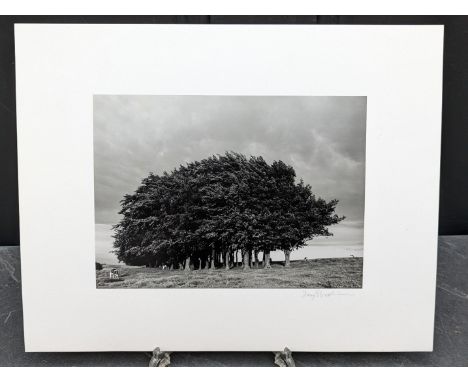 FAY GODWIN (PHOTOGRAPHER 1931-2005):&nbsp;'Barbary Castle Clump, Summer': gelatin silver print, 16.5 x 23cm, mounted on card,