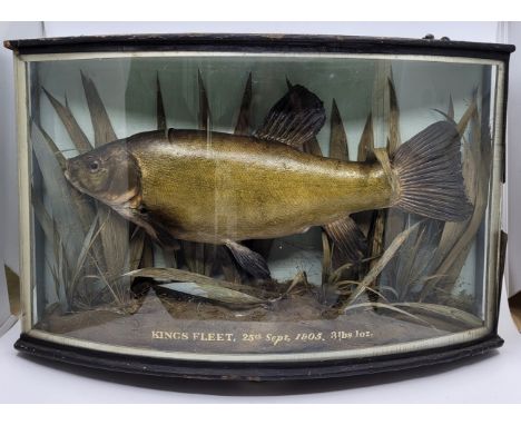 An Edwardian taxidermy of a Tench (tinca tinca), mounted in a naturalistic setting amongst reeds against a light blue painted