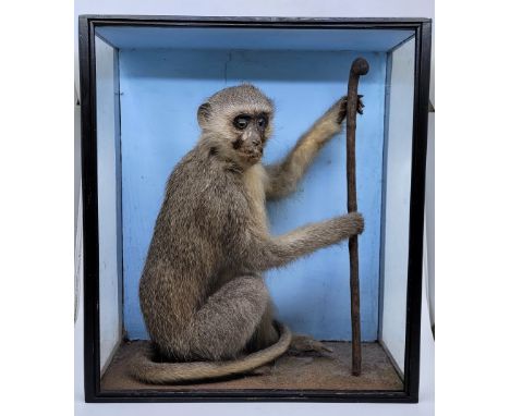 A Victorian taxidermy monkey, probably a Macaque, mounted seated and holding a staff, against a light blue backdrop in a flat