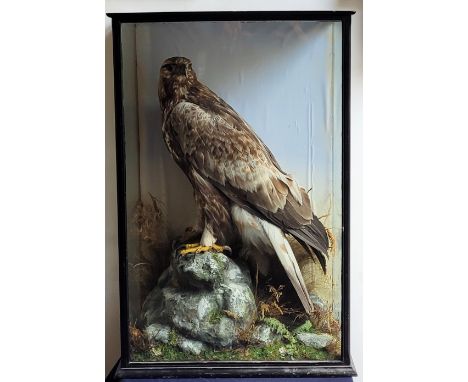 A fine W.A.Macleay & Son (Inverness) Edwardian Scottish taxidermy Golden Eagle (aquila chrysaetos), mounted in a naturalistic