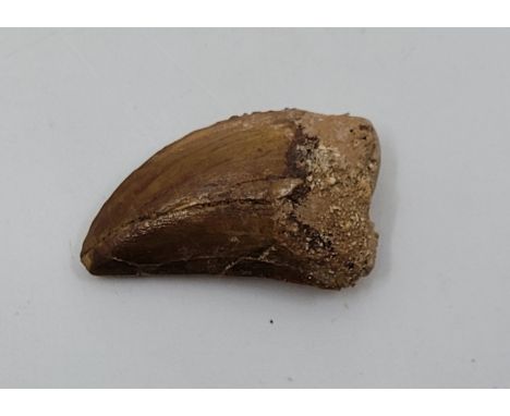 Natural History: A fossil juvenile (Carcharondontasaurus Saharicus) dinosaur tooth, Africa, late Cretaceous period, 145-70.6 