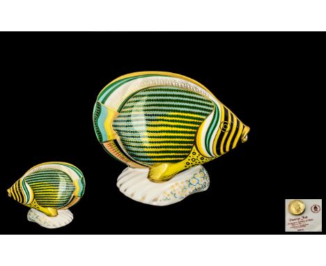 Royal Crown Derby Limited Numbered Edition Hand Painted Paperweight 'Chevroned Butterfly' from the 'Tropical Fish Series' exc