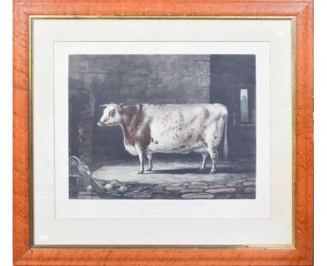 After Thomas Landseer ARA (1795-1880)"Portrait of the Short Horned Cow, Bracelet"Coloured engraving, 47cm by 57.5cm 
