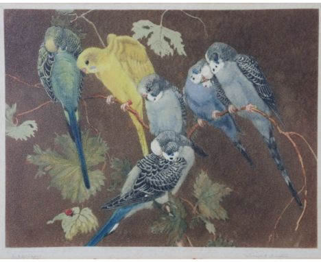 WINIFRED MARIA LOUISE AUSTEN (1876-1964) “Budgerigas”, coloured etching, signed &amp; inscribed lower margin, 20cm x 26cm (im