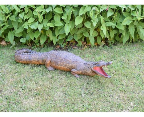 Taxidermy: A Cayman, with a open mouth, 112 cm long 