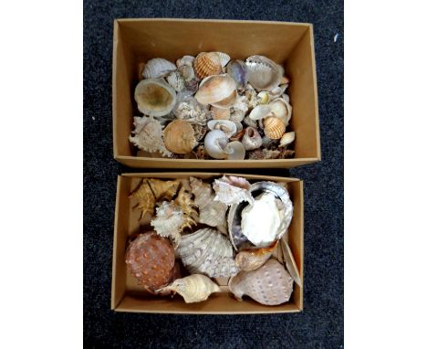 Two boxes containing a quantity of sea shells 