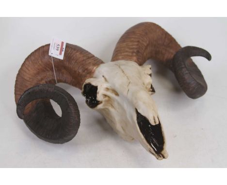 A resin model of a ram's skull, w.40cm 
