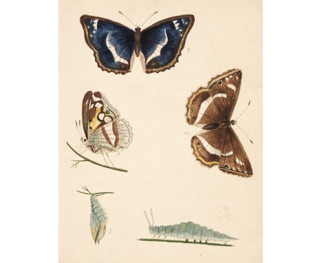 Lewin (W). The Papilios of Great Britain Systematically Arranged by W Lewin F.L.S. &amp; copied by J.M. Serjeantson, Camp Hil