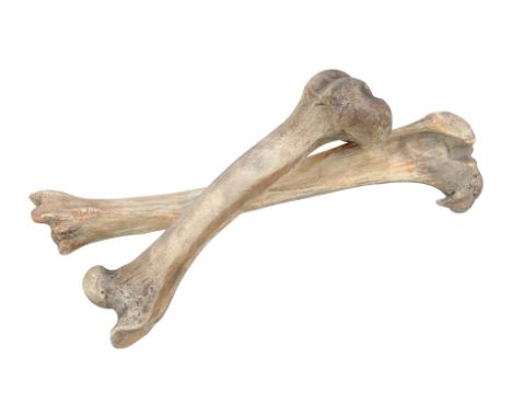 RENFIELD (2023) - Pair of Bones - A pair of bones from Chris McKay's Renfield. The titular familiar, Renfield (Nicholas Hoult