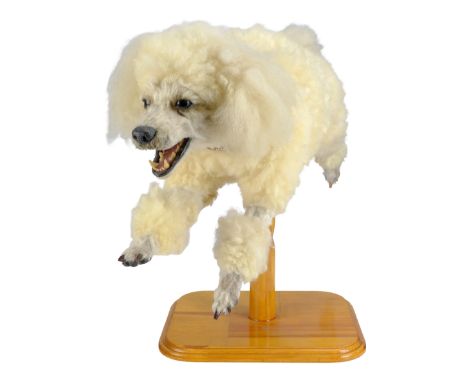 INTERVIEW WITH THE VAMPIRE (1994) - Prototype Poodle Animatronic Puppet - A prototype poodle animatronic puppet from Neil Jor
