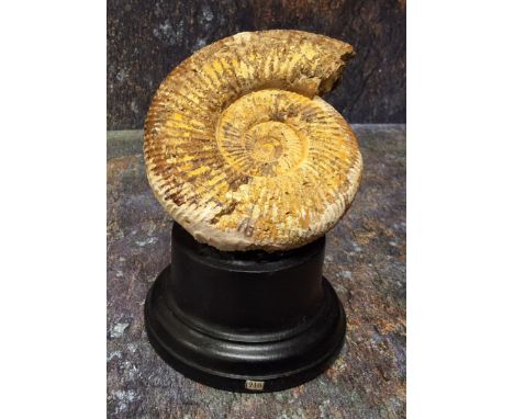 Natural History - Palaeontology - an ammonite fossil, mounted for display, 13cm high 